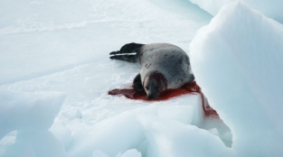 Proud Canadian Celebs Blast Canada’s Seal Slaughter
