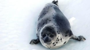 Why Is Canada Killing Seals?