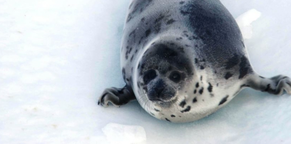 Why Is Canada Killing Seals?