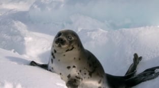 In Its 150th Year, Urge Canada to End the Commercial Seal Slaughter