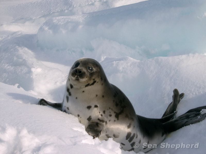 Harp Seal