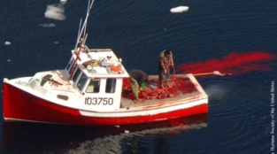 About the Canadian Seal Slaughter