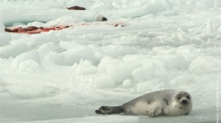 Canada’s Annual Seal Slaughter Has Begun. Here’s How We Stop It.