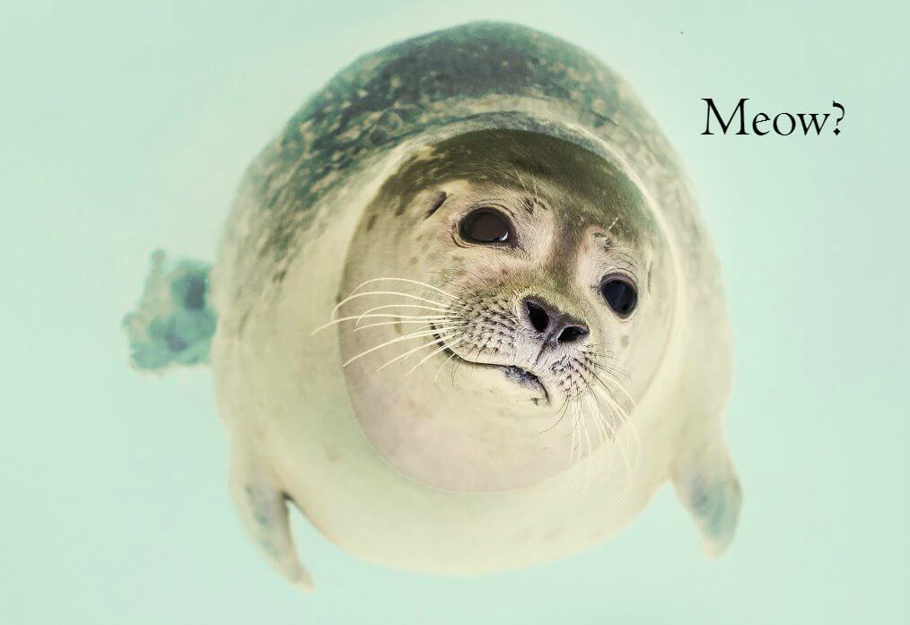cute seal