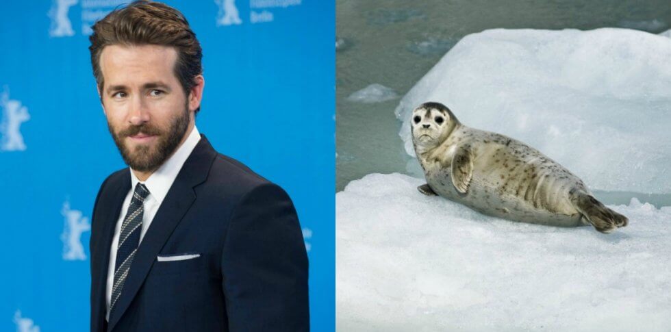 Ryan Reynolds Narrates a Chilling Film About Canada’s Seal Slaughter