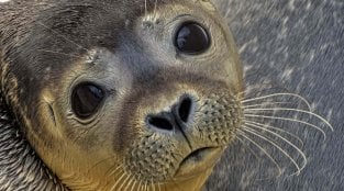8 Things You Need to Know About Canada’s Seal Slaughter