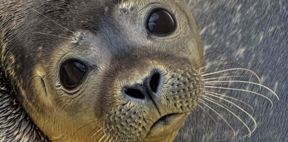 8 Things You Need to Know About Canada’s Seal Slaughter